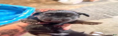 Dachshund 4