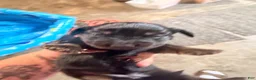 Dachshund dogs for sale: Dachshund 4 - Ad 1