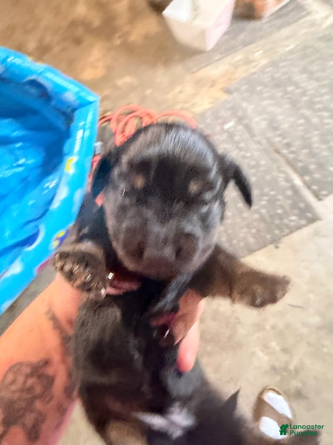 Dachshund dogs for sale: Dachshund 4 - Ad 1