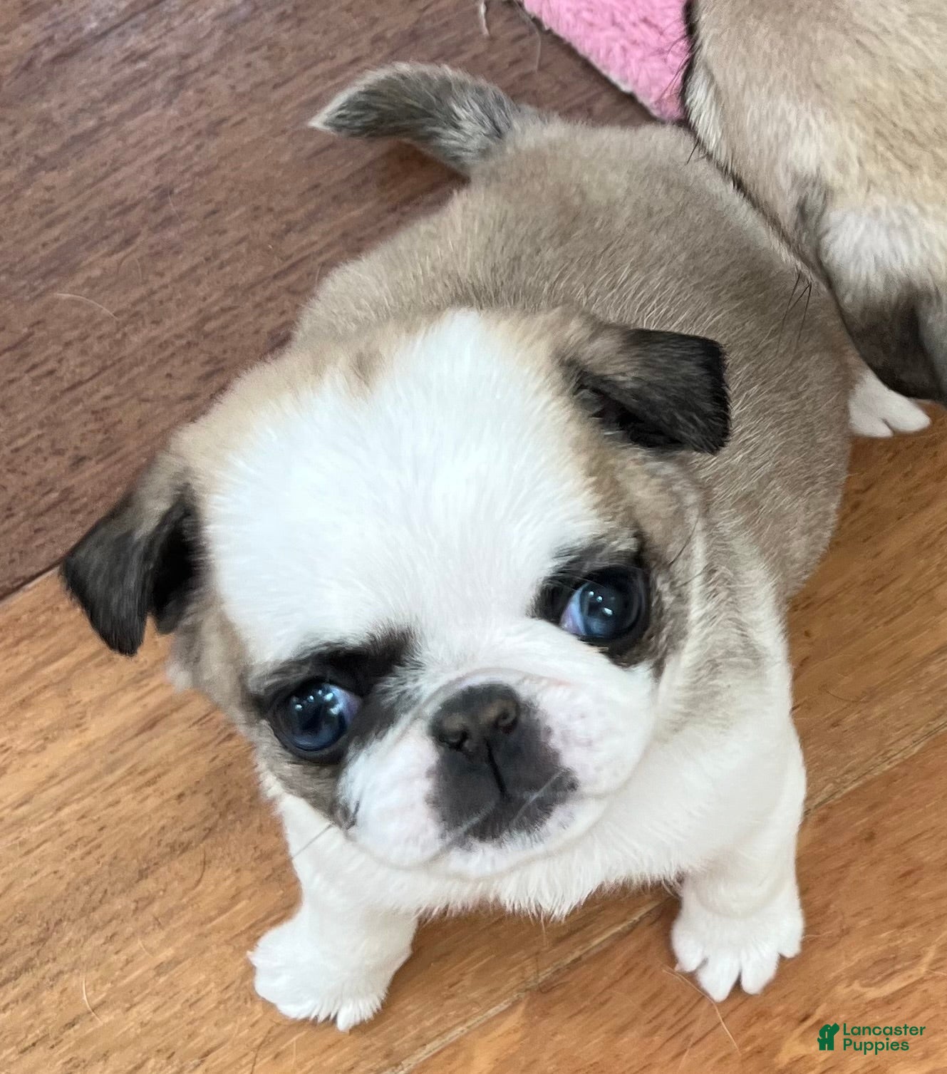 Pug dogs for sale: Pug Puppy 8 - Ad 1