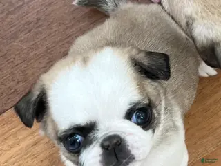 Pug dogs Pug Puppy 8 - Ad 1