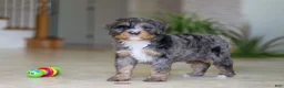 Mini Bernedoodle dogs for sale: Trump - Ad 5
