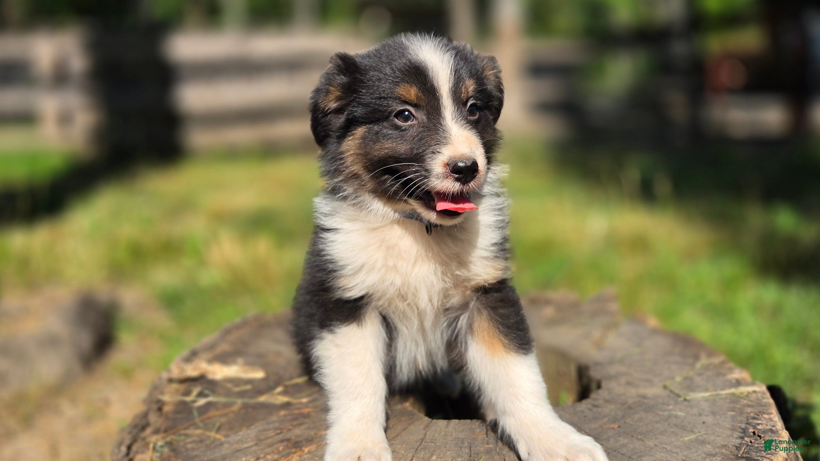 Australian Shepherd dogs Australian Shepherd Puppy 6 "Collar - Ad 30