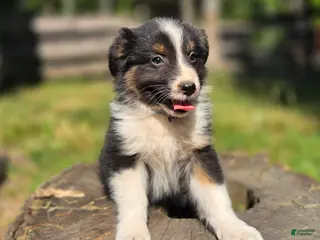 Australian Shepherd dogs Australian Shepherd Puppy 6 "Collar - Ad 30