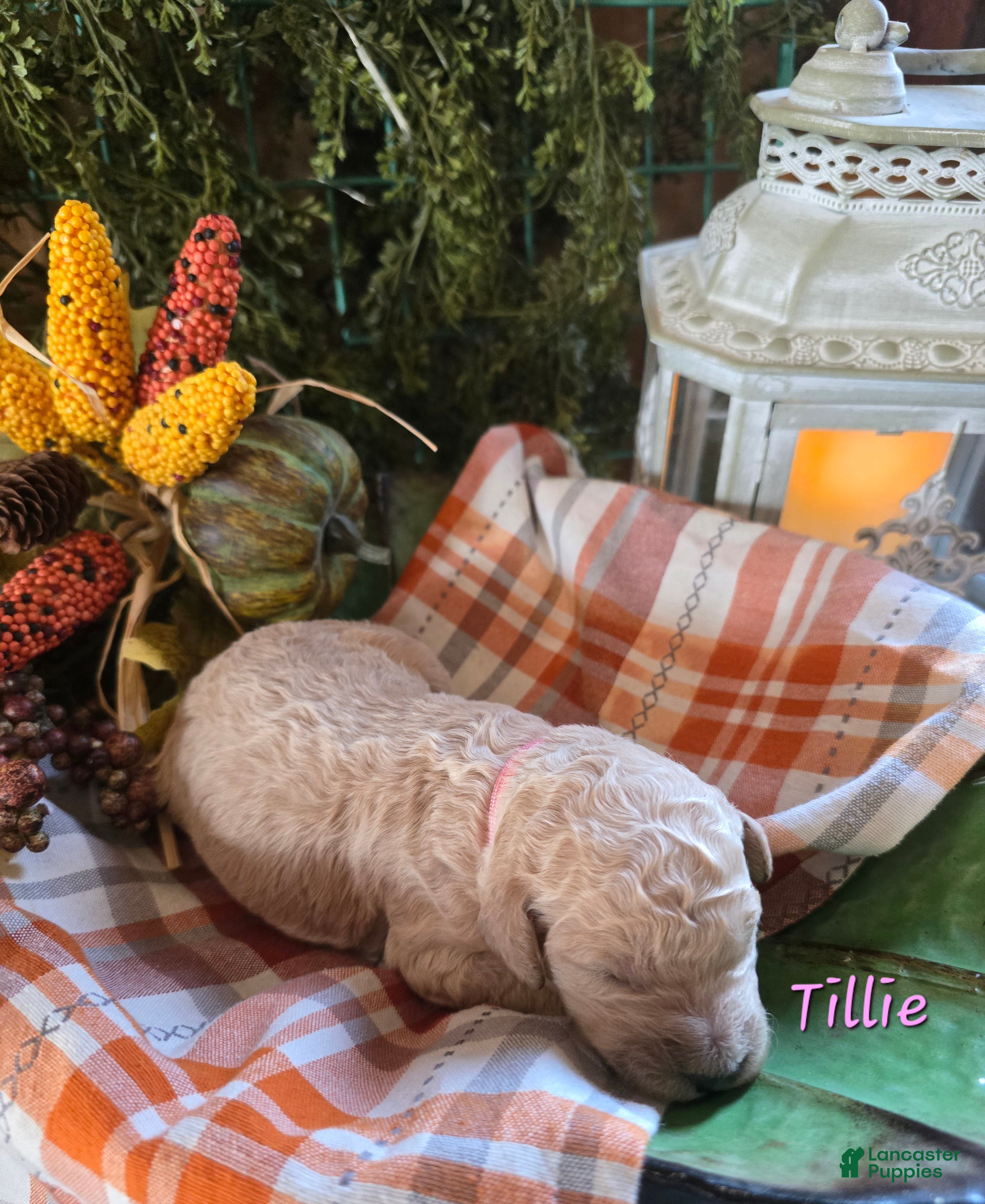 Goldendoodle dogs for sale: Mini Goldendoodle 3 - Ad 41