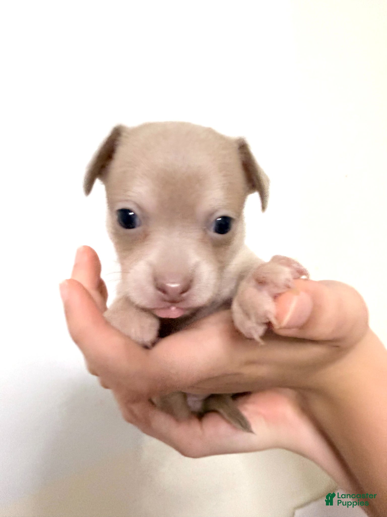 Pomchi dogs Cream - Ad 1