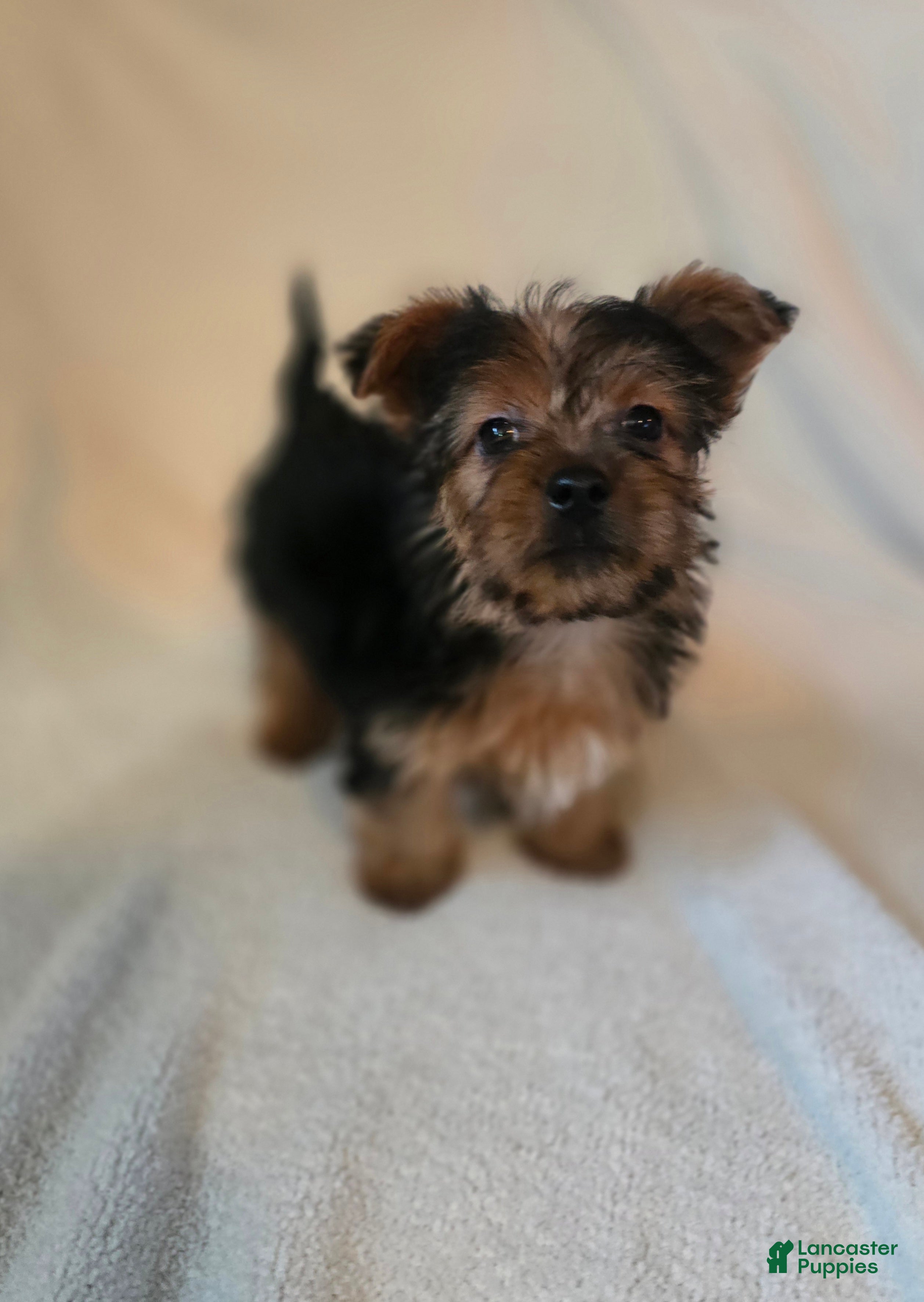 Shorkie dogs Lankin - Ad 1