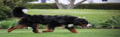 Bernese Mountain Dog 7