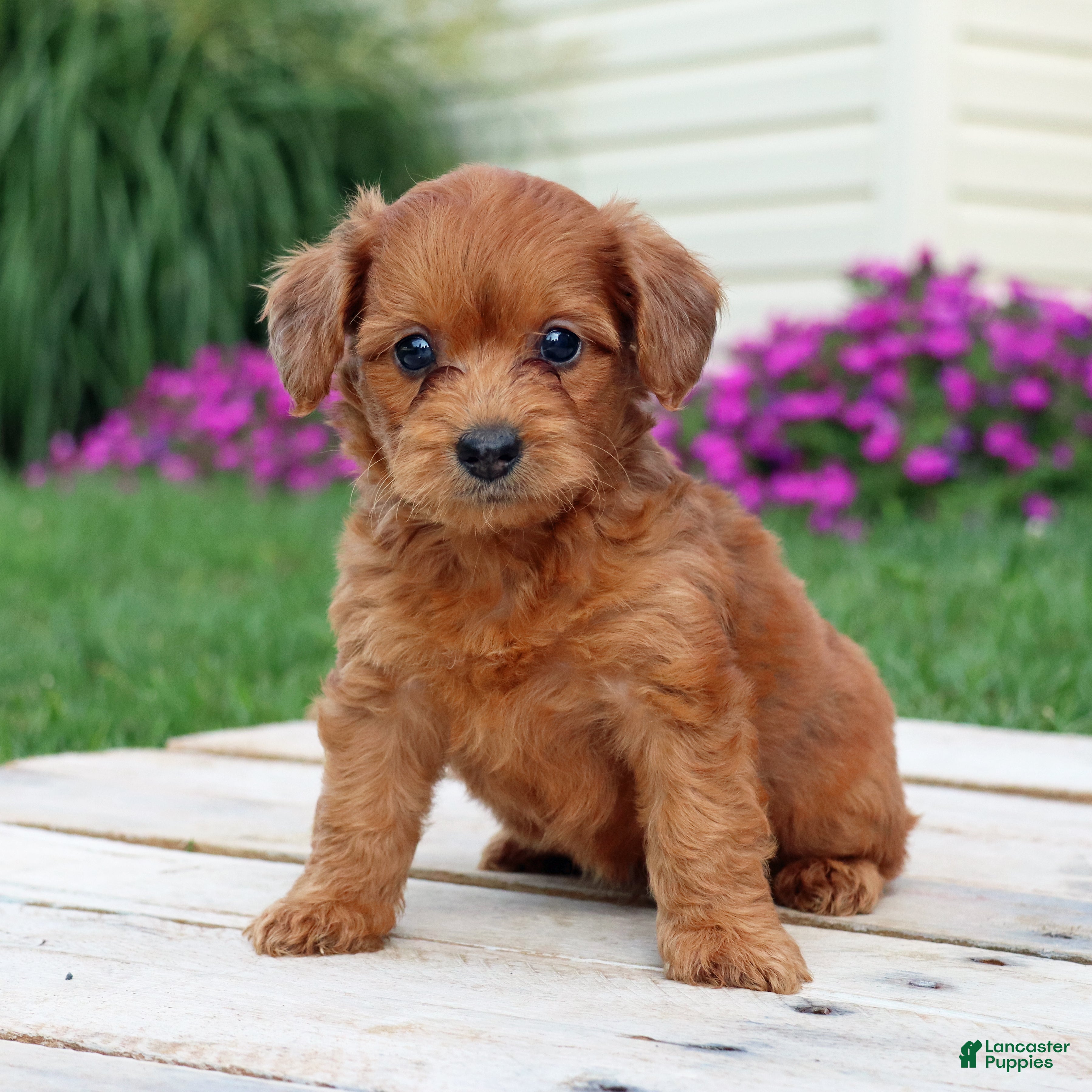 Yorkiepoo dogs Rustin - Ad 1