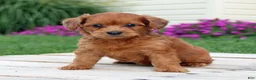 Yorkiepoo dogs for sale: Rustin - Ad 1