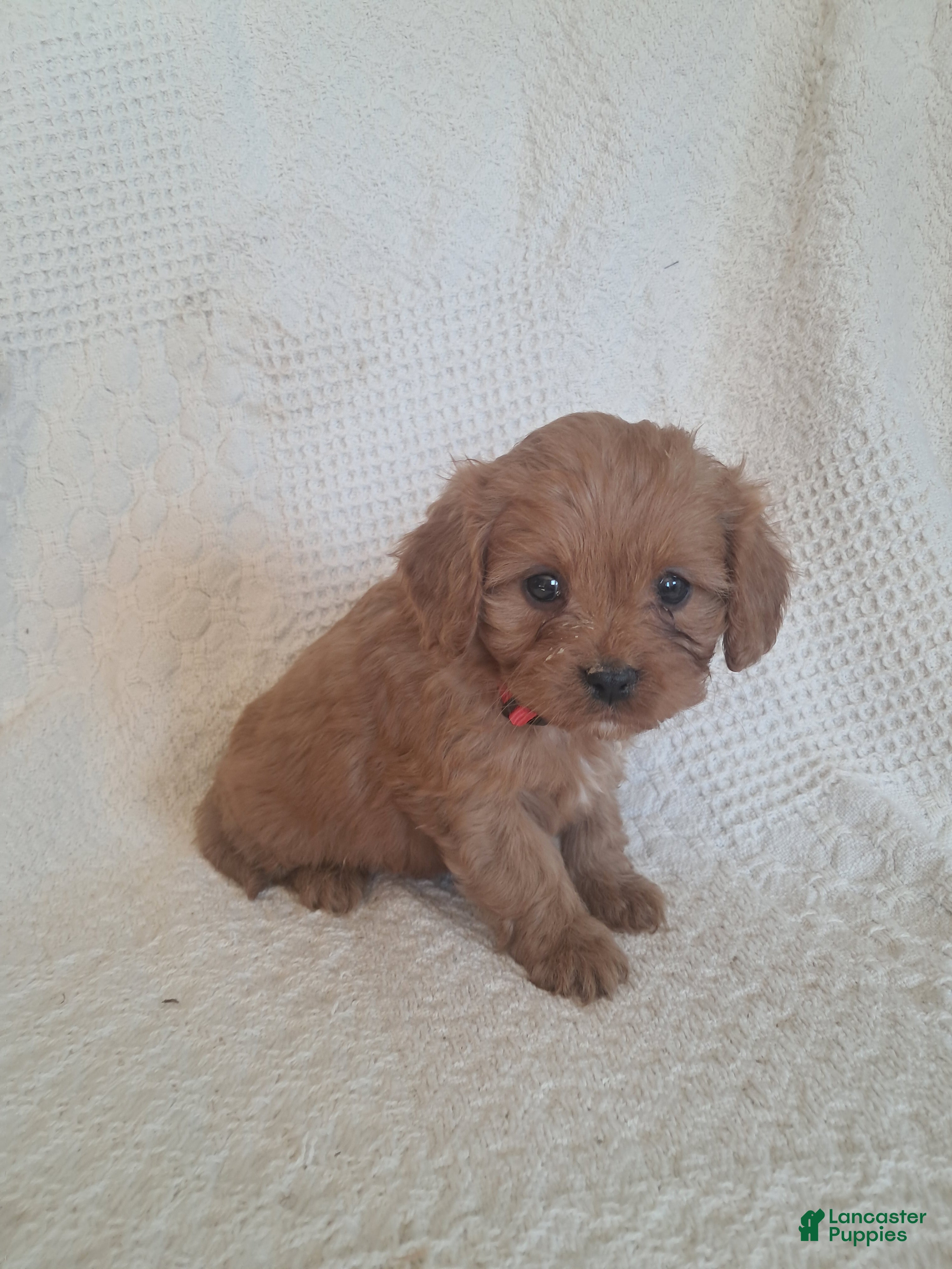 Cavapoo dogs Spotty  - Ad 2