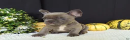 French Bulldog dogs for sale: Millie - Ad 9