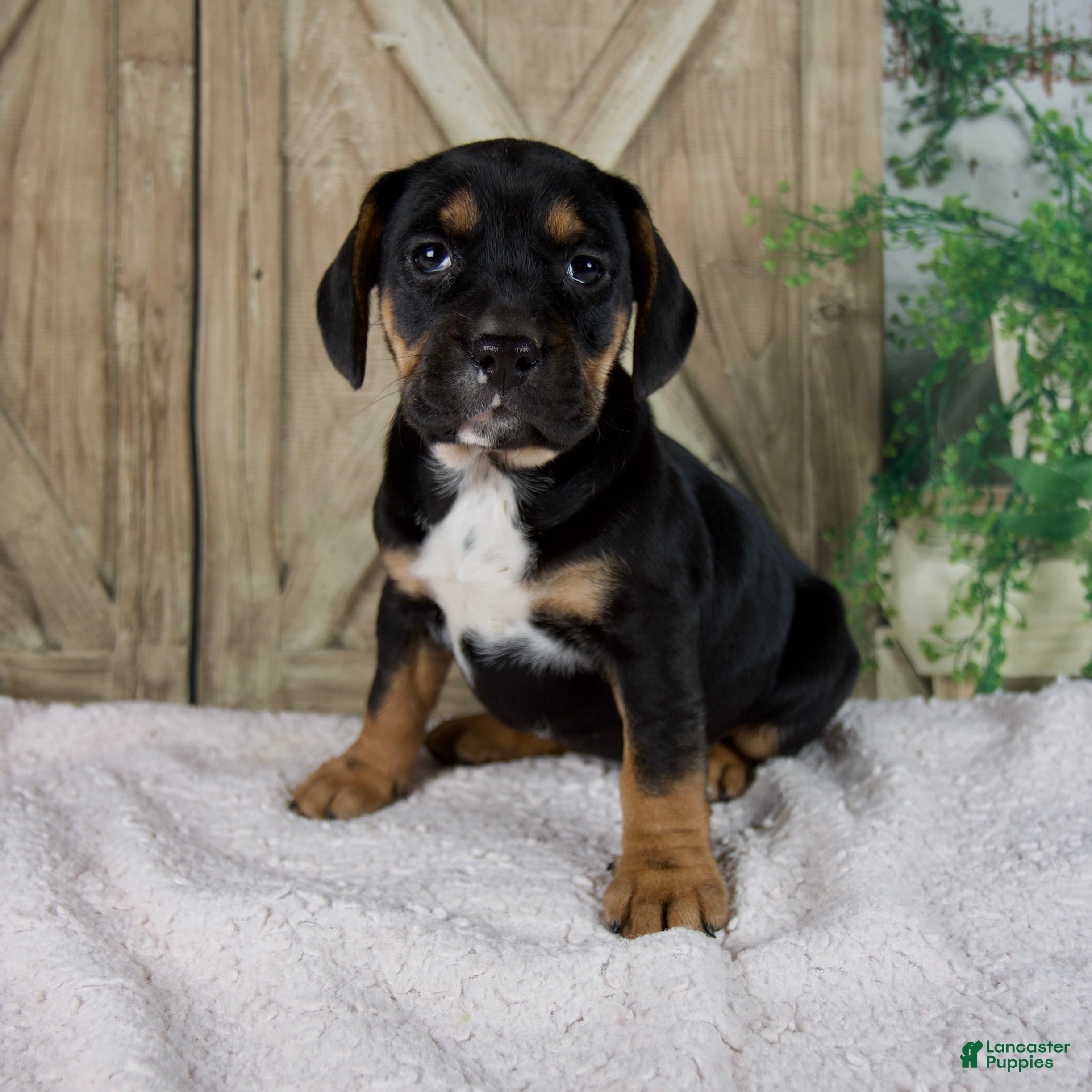 Mixed Breed dogs Wendy - Ad 1