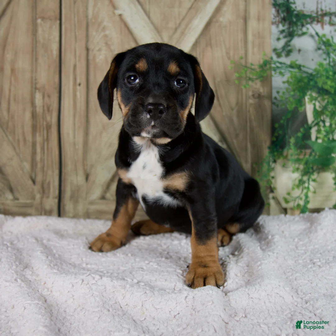 Mixed Breed dogs for sale: Wendy - Ad 1