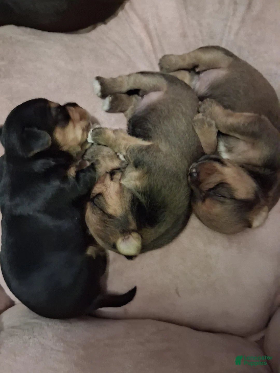 Yorkshire Terrier dogs for sale: Yorkshire Terrier Puppy 5 - Ad 8