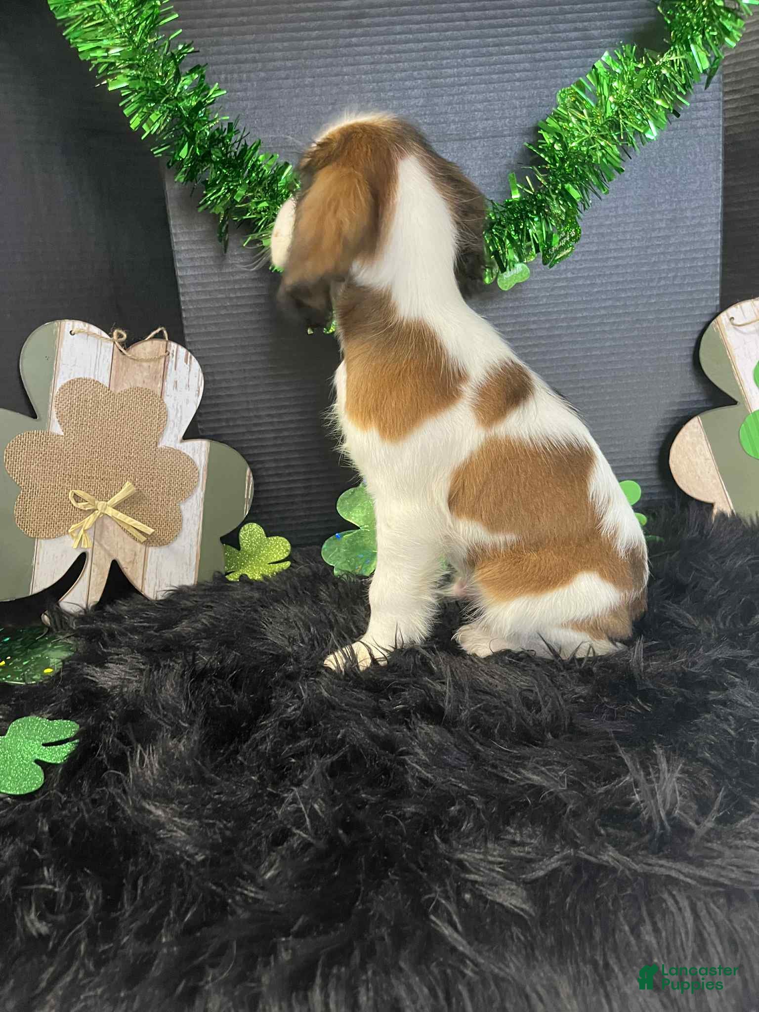 English Springer Spaniel dogs Seth - Ad 1