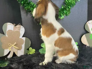 English Springer Spaniel dogs Seth - Ad 1