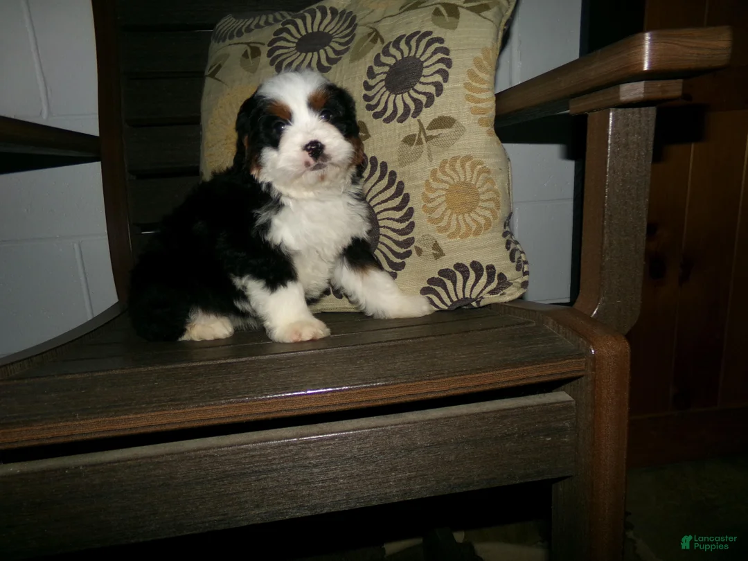 Mini Bernedoodle dogs for sale: Avery - Ad 4