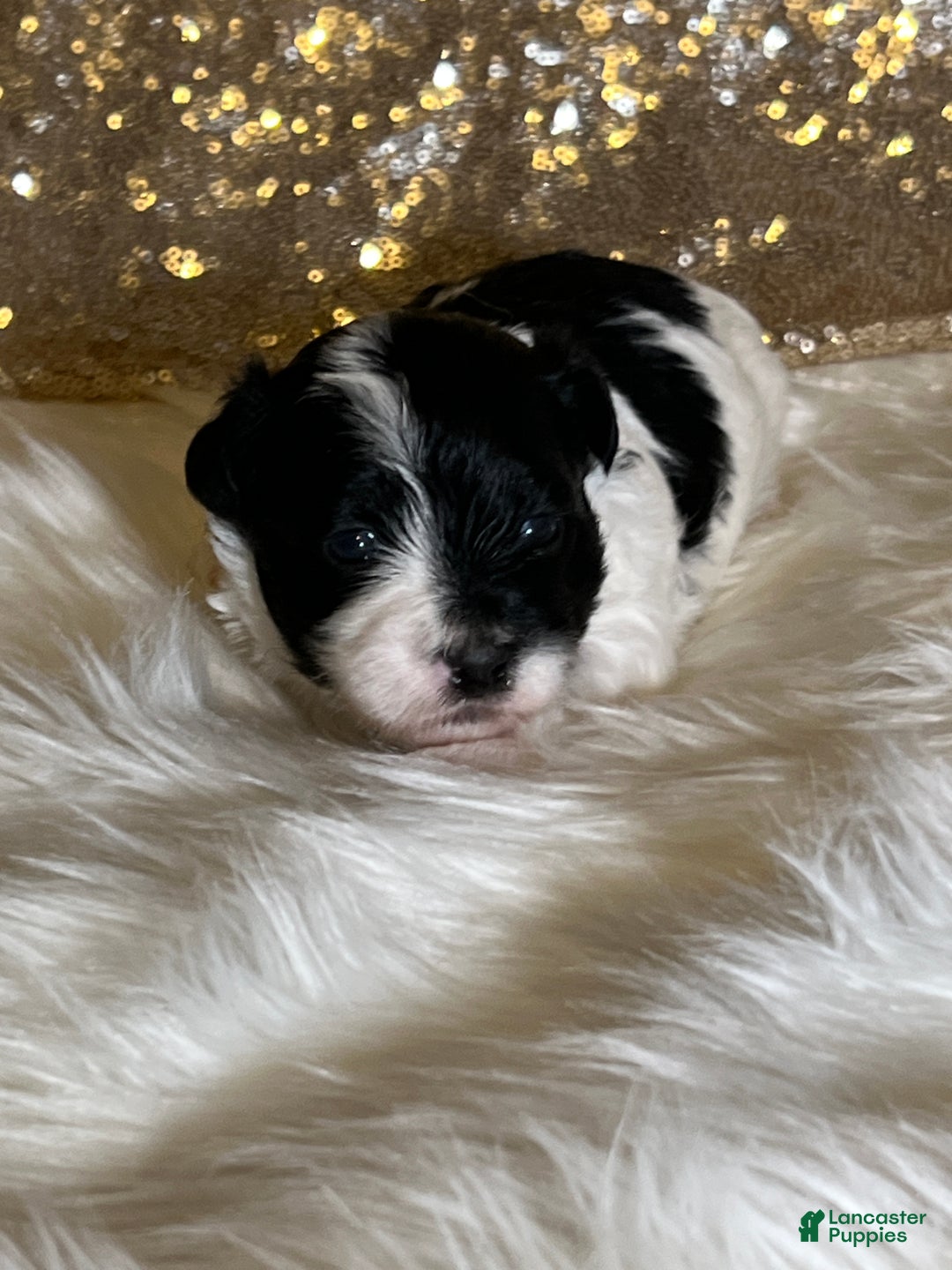 Havanese dogs for sale: Oreo - Ad 5