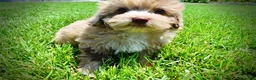 Havapoo dogs for sale: Eartha - Ad 14