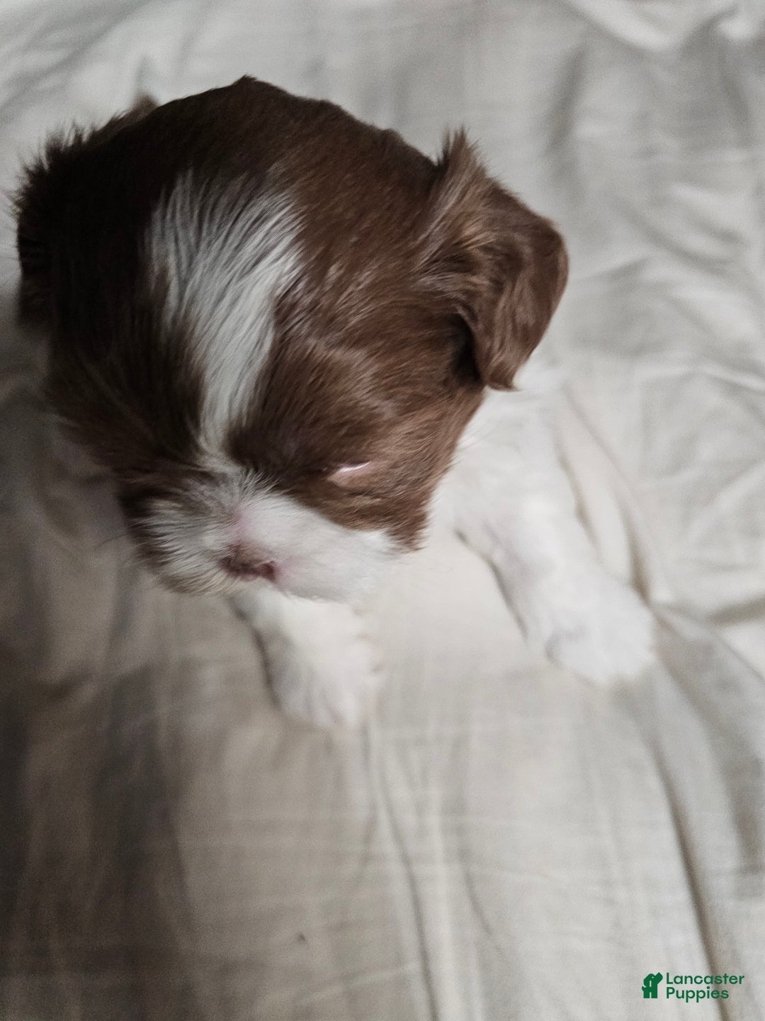 Shih Tzu dogs for sale: Henny - Ad 3