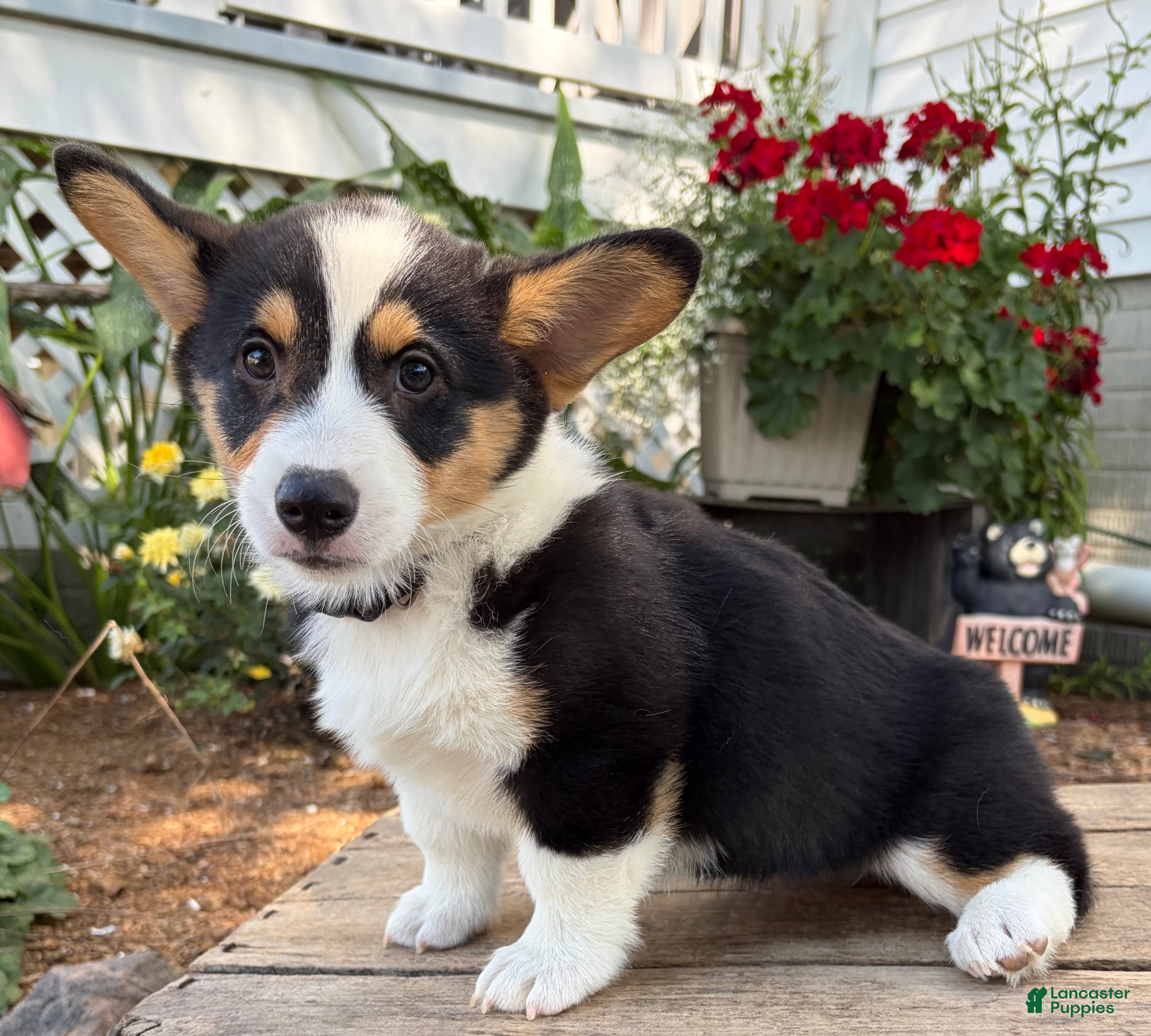 Welsh Corgi Pembroke dogs Nora - Ad 1