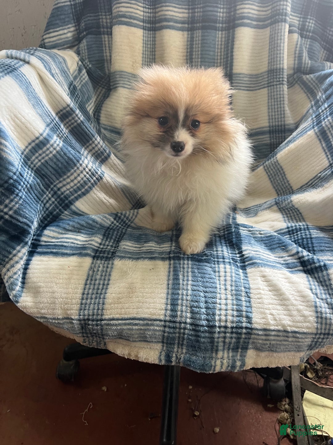 Pomeranian dogs for sale: Sweet Pea - Ad 6