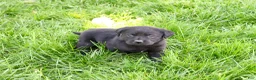 Labrador Retriever dogs for sale: Iridessa  - Ad 1