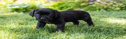 Cane Corso dogs for sale: Hunter - Ad 3