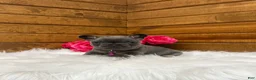 French Bulldog dogs for sale: Sena - Ad 10