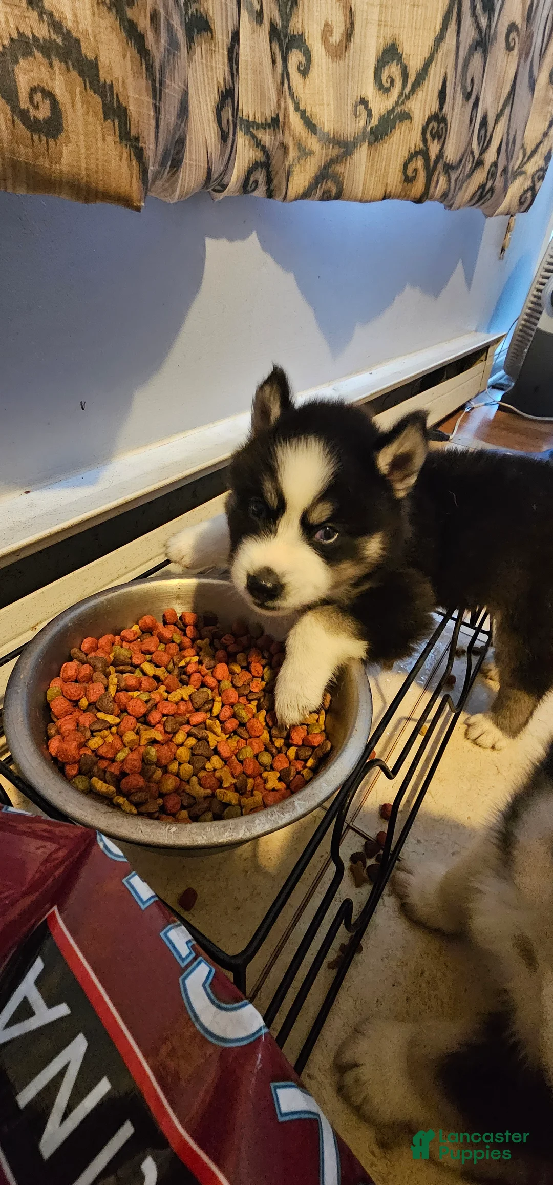 Siberian Husky dogs for sale: Bear - Ad 2