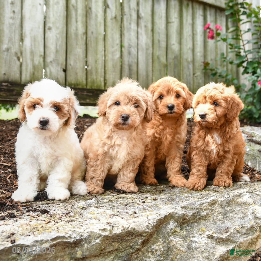 Shihpoo dogs for sale: Dash - Ad 3