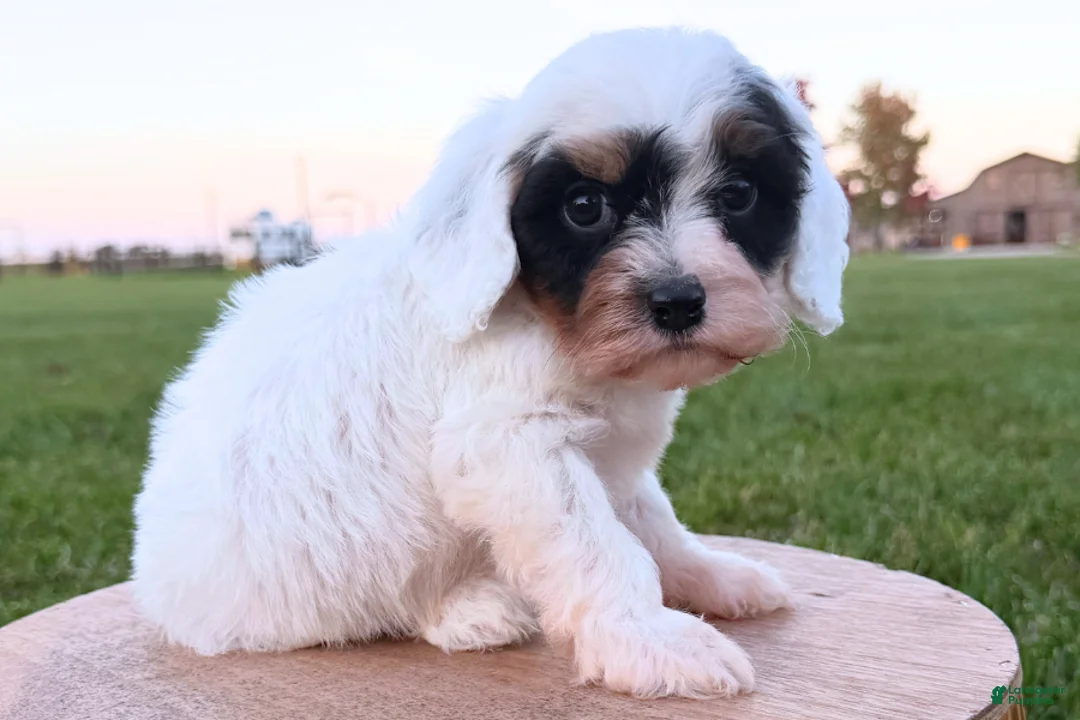 Cavapoo dogs for sale: Houston - Ad 2