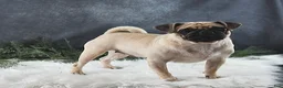 Pug dogs for sale: Everett - Ad 6