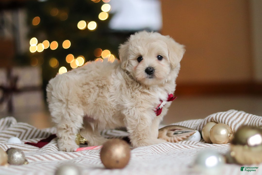 Maltipoo dogs for sale: Kevin - Ad 2