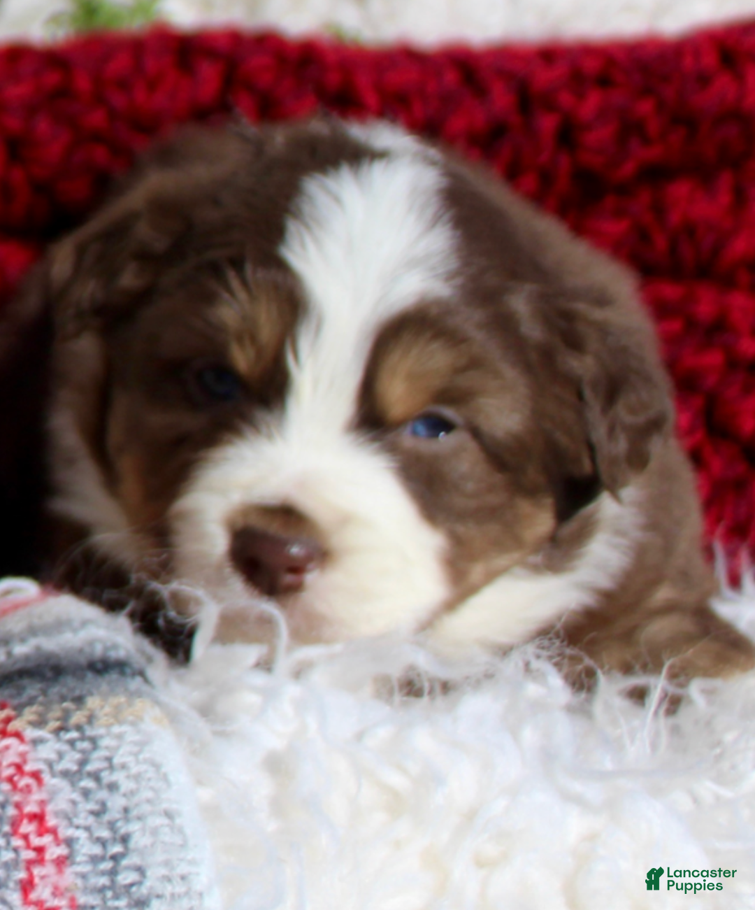 Miniature Australian Shepherd dogs for sale: Miniature Australian Shepherd Puppy 5 - Ad 1