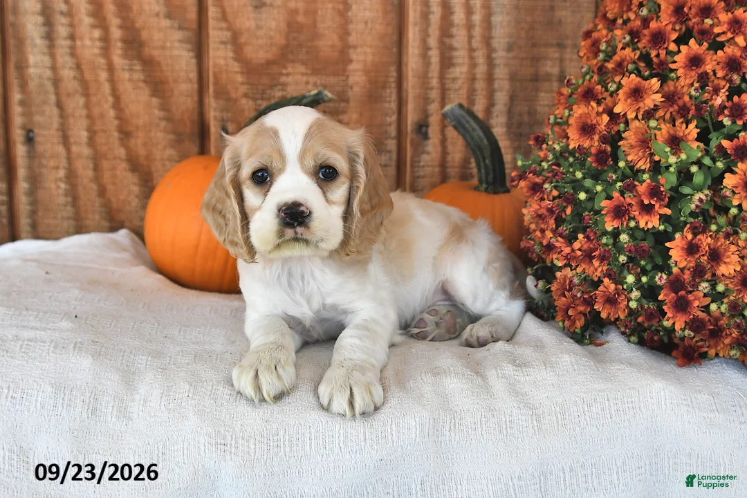 English Cocker Spaniel dogs for sale: Reston - Ad 1