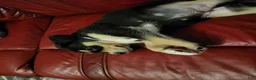 American Pit Bull Terrier dogs for sale: American Pit Bull Terrier 5 - Ad 14
