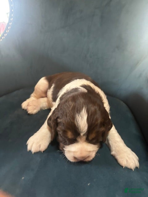English Springer Spaniel dogs Maya - Ad 1