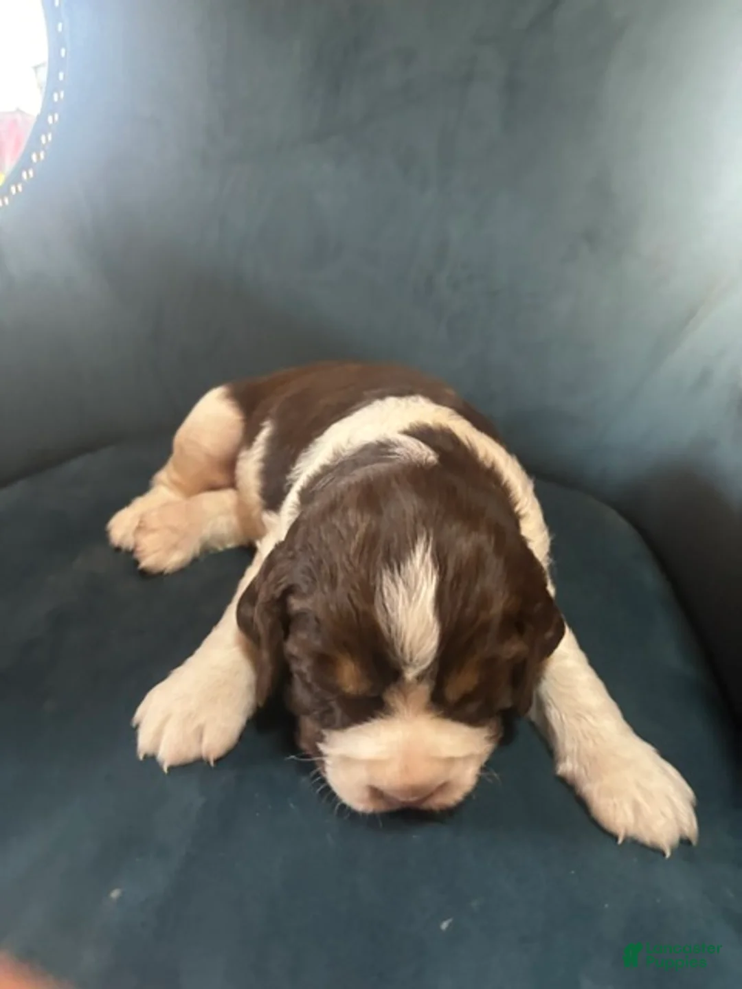 English Springer Spaniel dogs for sale: Maya - Ad 1