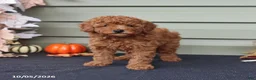 Miniature Poodle dogs for sale: Silas - Ad 4