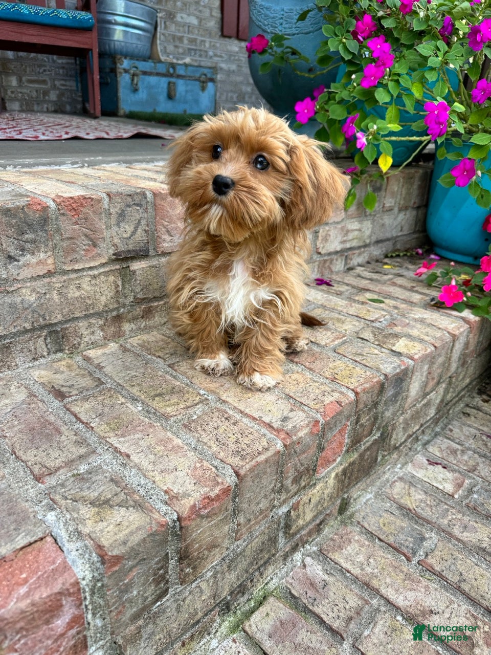 Cavapoo dogs Ava - Ad 31