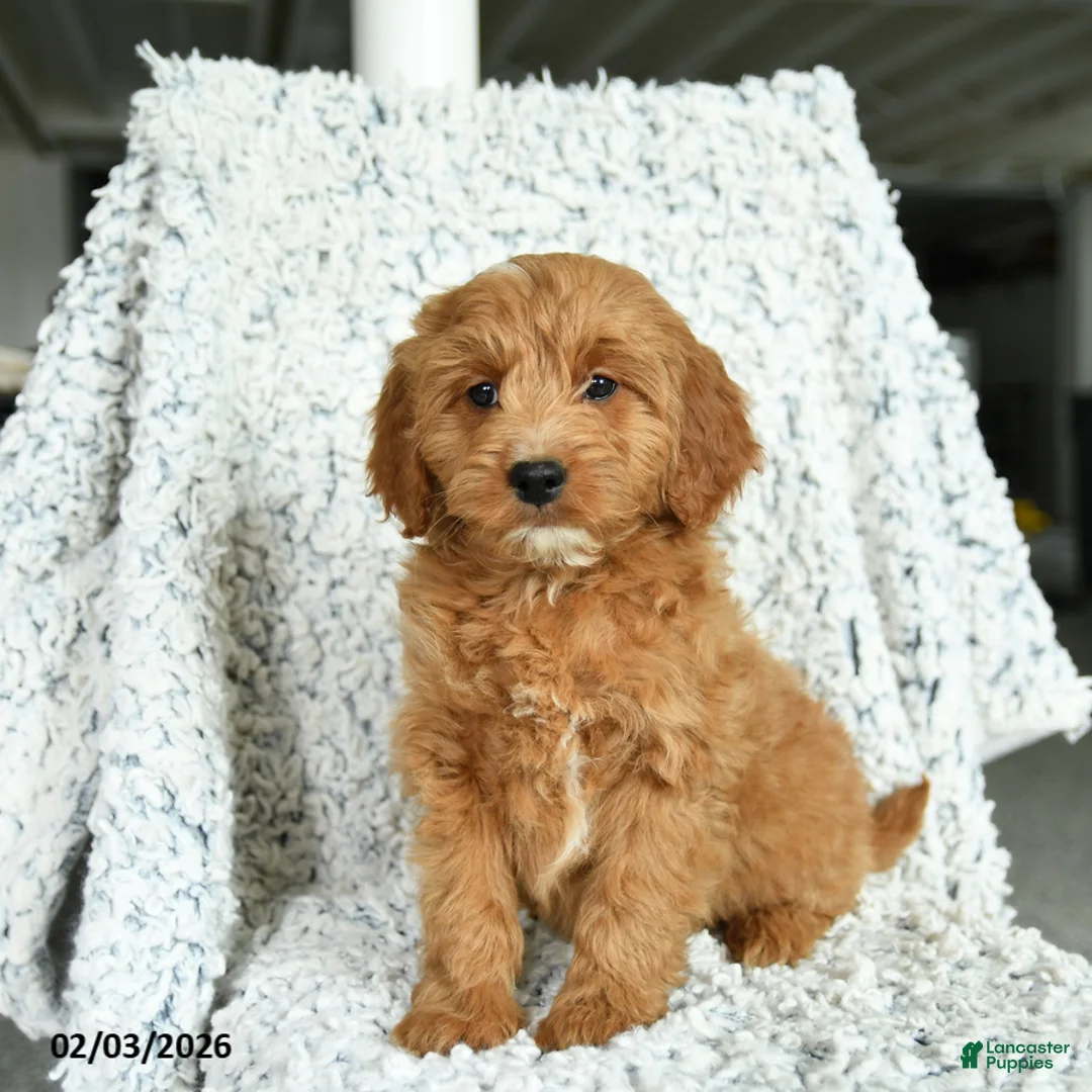 Mini Goldendoodle dogs for sale: Pancake - Ad 2