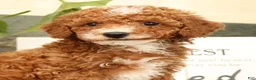 Miniature Poodle dogs for sale: Alex - Ad 9