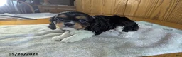 Cavalier King Charles Spaniel dogs for sale: Marco - Ad 4