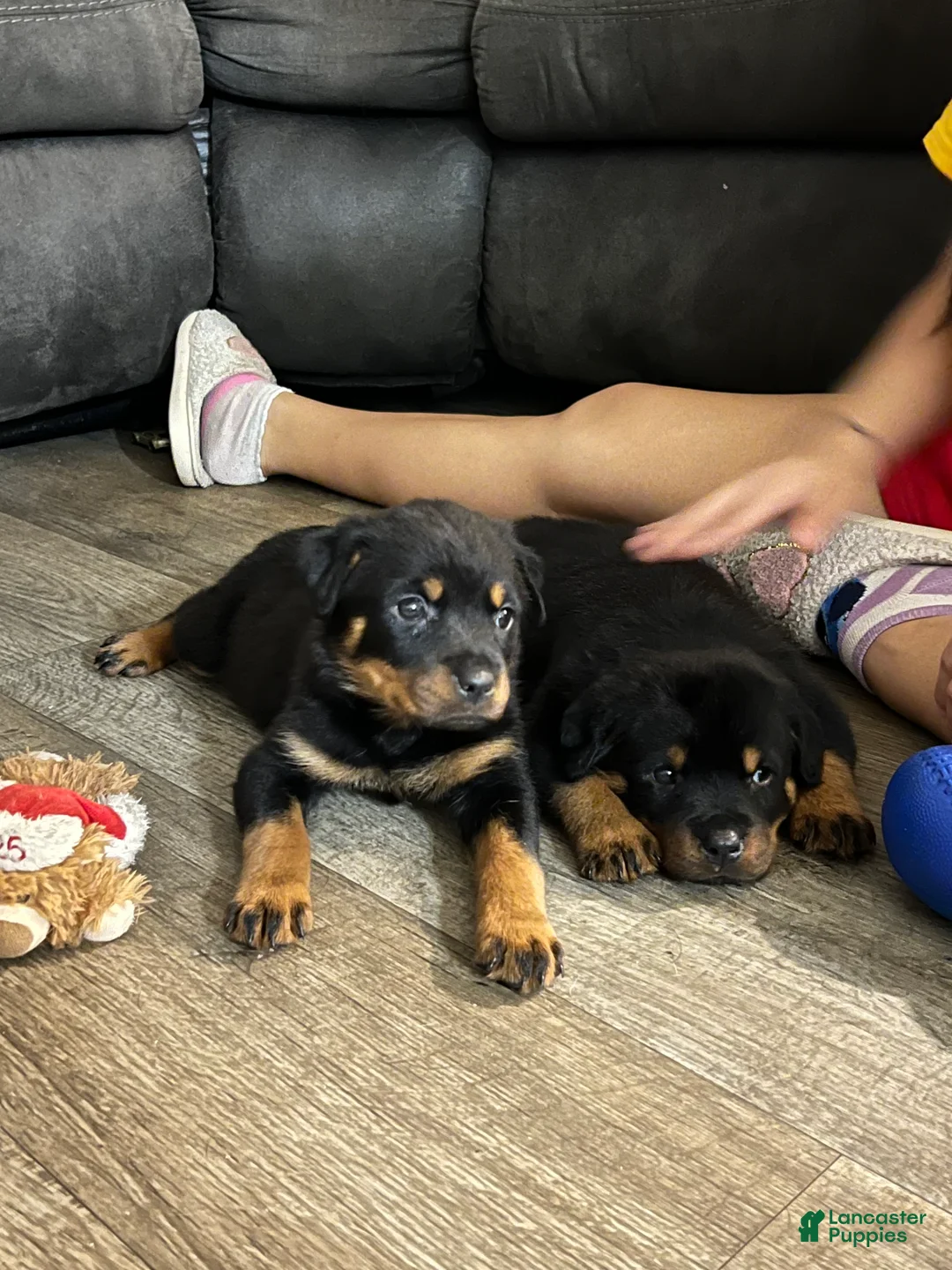 Rottweiler dogs for sale: Rottweiler Puppy 1 - Ad 1
