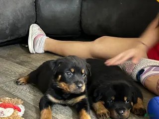 Rottweiler dogs Rottweiler Puppy 1 - Ad 1