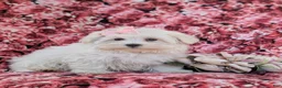 Maltese dogs for sale: Josalyn 7 lbs Full Grown - Ad 3