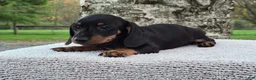 Miniature Dachshund dogs for sale: Peanut  - Ad 7