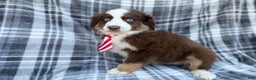 Miniature Australian Shepherd dogs for sale: Sully - Ad 2